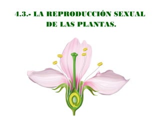 4.3.- LA REPRODUCCIÓN SEXUAL
DE LAS PLANTAS.

 