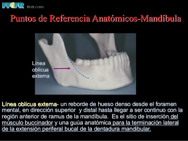 02. anatomia