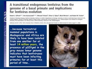 ….because terrestrial
mammal populations in
Madagascar and Africa are
likely to have been isolated
from one another for at
least 14 million years, the
presence of pSIVgml in the
gray mouse lemur genome
indicates that lentiviruses
must have been infecting
primates for at least this
period of time…
Microcebus murinus
 