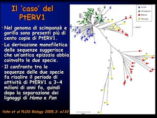 Il ‘caso’ del
PtERV1
• Nel genoma di scimpanzè e
gorilla sono presenti più di
cento copie di PtERV1.
• La derivazione monofiletica
delle sequenze suggerisce
che un’antica epizozia abbia
coinvolto le due specie.
• Il confronto tra le
sequenze delle due specie
fa risalire il periodo di
attività di PtERV1 a 3-4
milioni di anni fa, quindi
dopo la separazione dei
lignaggi di Homo e Pan
Yohn et al PLOS Biology 2005,3: e110
 