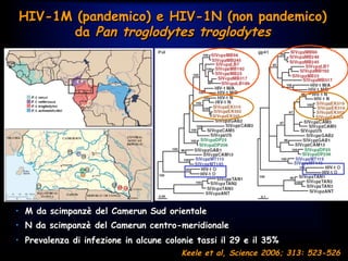 HIV-1M (pandemico) e HIV-1N (non pandemico)
da Pan troglodytes troglodytes
•  M da scimpanzè del Camerun Sud orientale
•  N da scimpanzè del Camerun centro-meridionale
•  Prevalenza di infezione in alcune colonie tassi il 29 e il 35%
Keele et al, Science 2006; 313: 523-526
 