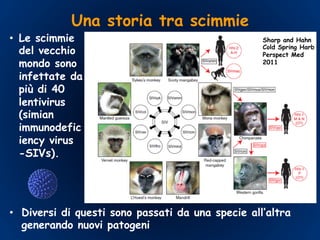Una storia tra scimmie
•  Diversi di questi sono passati da una specie all’altra
generando nuovi patogeni
•  Le scimmie
del vecchio
mondo sono
infettate da
più di 40
lentivirus
(simian
immunodefic
iency virus
-SIVs).
Sharp and Hahn
Cold Spring Harb
Perspect Med
2011
 