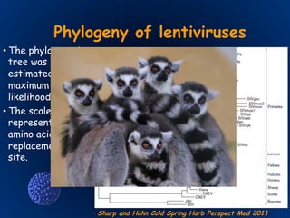 Phylogeny of lentiviruses
• The phylogenetic
tree was
estimated using
maximum
likelihood methods
• The scale bar
represents 0.10
amino acid
replacements per
site.
Sharp and Hahn Cold Spring Harb Perspect Med 2011
 