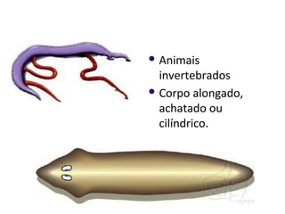  Animais
invertebrados
 Corpo alongado,
achatado ou
cilíndrico.
 