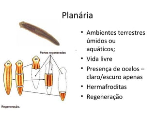 Planária
• Ambientes terrestres
úmidos ou
aquáticos;
• Vida livre
• Presença de ocelos –
claro/escuro apenas
• Hermafroditas
• Regeneração
 