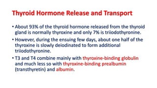 02. thyroid physiology Slide 12