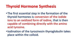 02. thyroid physiology Slide 8