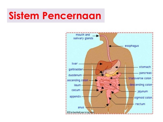 Sistem Pencernaan Pada Manusia