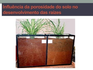 Influência da porosidade do solo no
desenvolvimento das raízes
 