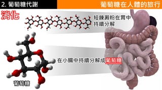 2. 葡萄糖代謝 葡萄糖在人體的旅行
短鍊澱粉在胃中
持續分解
在小腸中持續分解成葡萄糖
消化
葡萄糖
 