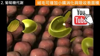2. 葡萄糖代謝 絨毛可增加小腸消化與吸收表面積
 