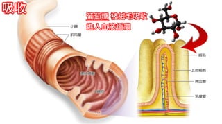 2. 葡萄糖代謝
葡萄糖 被絨毛吸收
進入血液循環
吸收
 