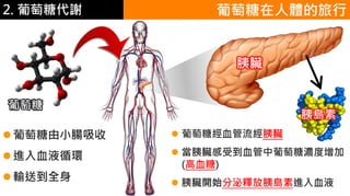 2. 葡萄糖代謝 葡萄糖在人體的旅行
葡萄糖由小腸吸收
進入血液循環
輸送到全身
 葡萄糖經血管流經胰臟
 當胰臟感受到血管中葡萄糖濃度增加
(高血糖)
 胰臟開始分泌釋放胰島素進入血液
胰臟
胰島素
葡萄糖
 