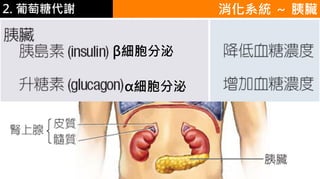 2. 葡萄糖代謝
α細胞分泌
β細胞分泌
消化系統 ～ 胰臟
 