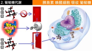 2. 葡萄糖代謝
胰島素
胰島素 喚醒細胞 吸收 葡萄糖
葡
萄
糖
葡
萄
糖
 