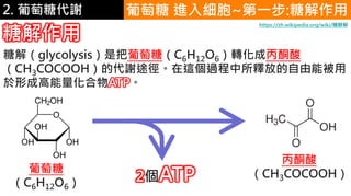 2. 葡萄糖代謝 葡萄糖 進入細胞~第一步:糖解作用
糖解作用
糖解（glycolysis）是把葡萄糖（C6H12O6）轉化成丙酮酸
（CH3COCOOH）的代謝途徑。在這個過程中所釋放的自由能被用
於形成高能量化合物ATP。
2個ATP葡萄糖
（C6H12O6）
丙酮酸
（CH3COCOOH）
https://zh.wikipedia.org/wiki/糖酵解
 