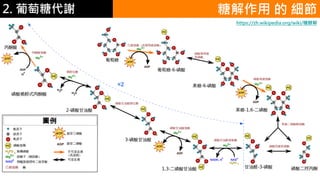 2. 葡萄糖代謝 糖解作用 的 細節
https://zh.wikipedia.org/wiki/糖酵解
 