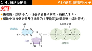 2. 葡萄糖代謝1-４. 細胞及能量 ATP是能量攜帶分子
ATP
由核糖、腺嘌呤(A) 、3個磷酸基所構成，簡稱ＡＴＰ。
細胞中直接儲能量及供能量的主要物質(能量貨幣、細胞電池)。
 