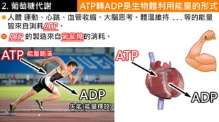 2. 葡萄糖代謝
ADP
ATP 能量飽滿
失能(能量釋放)
ATP
ADP
ATP轉ADP是生物體利用能量的形式
人體 運動、心跳、血管收縮、大腦思考、體溫維持 . . . 等的能量
皆來自消耗ATP。
 ATP 的製造來自葡萄糖的消耗。
 