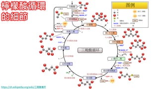 2. 葡萄糖代謝檸檬酸循環
的細節
https://zh.wikipedia.org/wiki/三羧酸循环
 