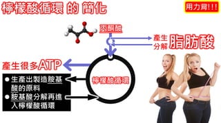 2. 葡萄糖代謝
生產出製造胺基
酸的原料
胺基酸分解再進
入檸檬酸循環
檸檬酸循環 的 簡化
產生很多ATP
檸檬酸循環
脂肪酸
用力背!!!
產生
分解
丙酮酸
 
