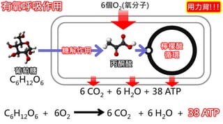 2. 葡萄糖代謝
C6H12O6 ＋ 6O2 6 CO2 ＋ 6 H2O + 38 ATP
葡萄糖
糖解作用
丙酮酸
檸檬酸
循環
C6H12O6
有氧呼吸作用
6 CO2 ＋ 6 H2O + 38 ATP
6個O2(氧分子) 用力背!!!
 