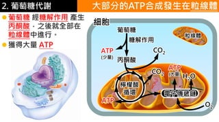 2. 葡萄糖代謝 大部分的ATP合成發生在粒線體
葡萄糖 經糖解作用 產生
丙酮酸，之後就全部在
粒線體中進行。
獲得大量 ATP
葡萄糖
細胞
ATP
(少量)
糖解作用
丙酮酸
CO2
CO2
ATP
電子傳遞鏈
檸檬酸
循環
ATP
(大量)
H2O
O2
粒線體
 