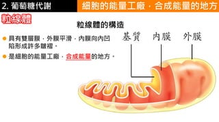 2. 葡萄糖代謝
粒線體
 具有雙層膜，外膜平滑，內膜向內凹
陷形成許多皺褶。
 是細胞的能量工廠，合成能量的地方。
細胞的能量工廠，合成能量的地方
 