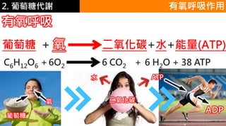 2. 葡萄糖代謝
有氧呼吸
C6H12O6 ＋6O2 6 CO2 ＋ 6 H2O + 38 ATP
葡萄糖 + 氧 二氧化碳+水+能量(ATP)
葡萄糖
氧 二氧化碳
水 ATP
ADP
有氧呼吸作用
 
