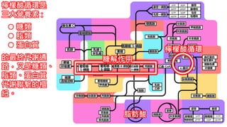 2. 葡萄糖代謝
糖解作用
檸檬酸循環
脂肪酸
檸檬酸循環是
三大營養素 :
 糖類
 脂類
 蛋白質
的最終代謝通
路，又是糖類、
脂類、蛋白質
代謝聯繫的樞
紐。
 