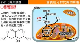 2. 葡萄糖代謝2-2.代謝與調控 營養成分對代謝的影響
檸檬酸
葡萄糖
細胞
ATP
(少量)
糖解作用
丙酮酸
CO2
CO2
ATP
電子傳遞鏈
檸檬酸
循環
ATP
(大量)
H2O
O2
粒線體人體內「檸檬酸循環」
(TCA cycle)的反應物，是
脂肪、蛋白質和糖 交互轉
化過程中的重要中間代謝
物。參與能量代謝。
 