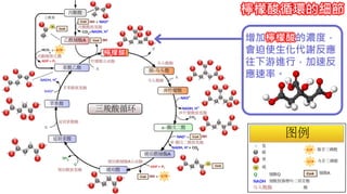 2. 葡萄糖代謝
增加檸檬酸的濃度，
會迫使生化代謝反應
往下游進行，加速反
應速率。
檸檬酸循環的細節
檸檬酸
 
