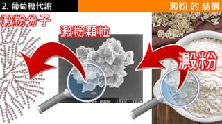 2. 葡萄糖代謝 澱粉 的 結構
澱粉顆粒
澱粉分子
澱粉
 