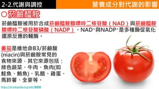 2. 葡萄糖代謝2-2.代謝與調控
菸鹼醯胺
營養成分對代謝的影響
菸鹼醯胺被用於合成菸鹼醯胺腺嘌呤二核苷酸（NAD）與菸鹼醯胺
腺嘌呤二核苷酸磷酸（NADP）。NAD+與NADP+是多種酶促氧化
還原反應的輔酶。
番茄是維他命B3/菸鹼酸
(niacin)與菸鹼胺常見的
食物來源，其它來源包括：
綠色蔬菜、牛肉、魚肉(如
鮭魚、鮪魚)、乳酪、雞蛋、
馬鈴薯、全麥等。
https://zh.wikipedia.org/wiki/烟酰胺
 