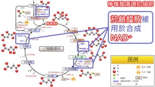 2. 葡萄糖代謝 檸檬酸循環的細節
檸檬酸
菸鹼醯胺被
用於合成
NAD+
 