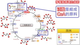 2. 葡萄糖代謝 檸檬酸循環的細節
檸檬酸
泛酸是組成
CoA的原料
 
