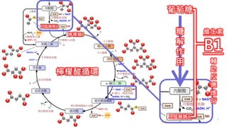 2. 葡萄糖代謝
檸檬酸循環
檸檬酸 糖
解
作
用
乙醯輔酶A
維生素
B1
輔
助
反
應
進
行
乙醯輔酶A
葡萄糖
 