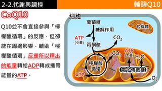 2. 葡萄糖代謝2-2.代謝與調控
CoQ10
葡萄糖
細胞
ATP
(少量)
糖解作用
丙酮酸
CO2
CO2
ATP
電子傳遞鏈
檸檬酸
循環
ATP
(大量)
H2O
O2
粒線體Q10並不會直接參與「檸
檬酸循環」的反應，但卻
能在周邊影響，輔助「檸
檬酸循環」反應所以釋出
的能量轉給ADP轉成攜帶
能量的ATP。
輔酶Q10
 