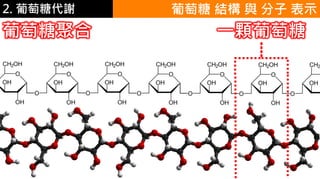 2. 葡萄糖代謝 葡萄糖 結構 與 分子 表示
葡萄糖聚合 一顆葡萄糖
 