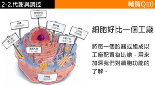 2. 葡萄糖代謝
細胞好比一個工廠
將每一個胞器或組成以
工廠配置為比喻，用來
加深我們對細胞功能的
了解。
輔酶Q102-2.代謝與調控
 