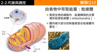 2. 葡萄糖代謝
由食物中萃取能量：粒線體
 真核生物的細胞內，能量轉換的主要
場所就是粒線體（mitochondria）。
 體內絕大部分的熱量都是在粒線體內
產生。
輔酶Q102-2.代謝與調控
 