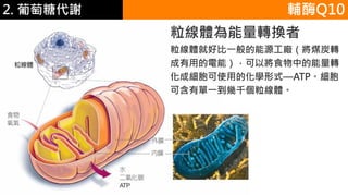 2. 葡萄糖代謝
粒線體為能量轉換者
粒線體就好比一般的能源工廠（將煤炭轉
成有用的電能），可以將食物中的能量轉
化成細胞可使用的化學形式—ATP。細胞
可含有單一到幾千個粒線體。
輔酶Q10
 