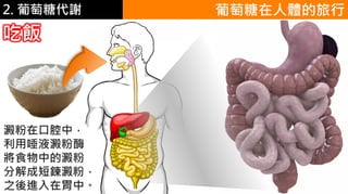 2. 葡萄糖代謝 葡萄糖在人體的旅行
吃飯
澱粉在口腔中，
利用唾液澱粉酶
將食物中的澱粉
分解成短鍊澱粉，
之後進入在胃中。
 