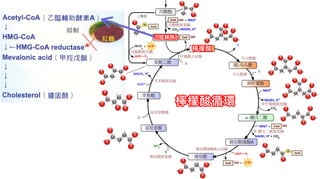 2. 葡萄糖代謝
檸檬酸循環
檸檬酸
乙醯輔酶A
 