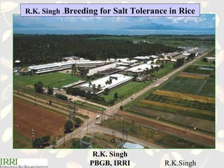 R.K.Singh
R.K. Singh .Breeding for Salt Tolerance in Rice
R.K. Singh
PBGB, IRRI
 