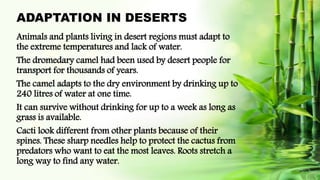 ADAPTATION IN DESERTS
Animals and plants living in desert regions must adapt to
the extreme temperatures and lack of water.
The dromedary camel had been used by desert people for
transport for thousands of years.
The camel adapts to the dry environment by drinking up to
240 litres of water at one time.
It can survive without drinking for up to a week as long as
grass is available.
Cacti look different from other plants because of their
spines. These sharp needles help to protect the cactus from
predators who want to eat the most leaves. Roots stretch a
long way to find any water.
 