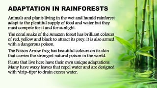 ADAPTATION IN RAINFORESTS
Animals and plants living in the wet and humid rainforest
adapt to the plentiful supply of food and water but they
must compete for it and for sunlight.
The coral snake of the Amazon forest has brilliant colours
of red, yellow and black to attract its prey. It is also armed
with a dangerous poison.
The Poison Arrow frog has beautiful colours on its skin
that carries the strongest natural poison in the world.
Plants that live here have their own unique adaptations.
Many have waxy leaves that repel water and are designed
with “drip-tips” to drain excess water.
 