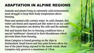 ADAPTATION IN ALPINE REGIONS
Animals and plants living in extremely cold environments
must struggle to keep their body temperature above
freezing.
Plant and animal cells contain water. In cold climates, this
water can freeze and expand just like water in an ice-cube
tray. This expansion can destroy the cells and the animals.
Fish and insects that live in freezing conditions have a
special “antifreeze” chemical in their bloodstream which
prevents them from freezing.
Moss Campion is found growing on the Alps in
Switzerland. Small leaves and tiny pink flowers allow for
less of the plant being exposed to the harsh winds. Moss
Campion only grows to a maximum of 15cm.
 