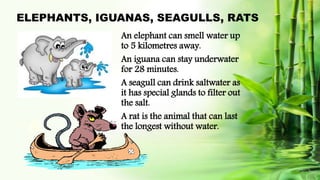ELEPHANTS, IGUANAS, SEAGULLS, RATS
An elephant can smell water up
to 5 kilometres away.
An iguana can stay underwater
for 28 minutes.
A seagull can drink saltwater as
it has special glands to filter out
the salt.
A rat is the animal that can last
the longest without water.
 