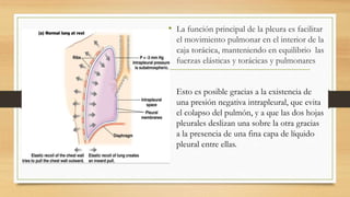 • La función principal de la pleura es facilitar
el movimiento pulmonar en el interior de la
caja torácica, manteniendo en equilibrio las
fuerzas elásticas y torácicas y pulmonares
Esto es posible gracias a la existencia de
una presión negativa intrapleural, que evita
el colapso del pulmón, y a que las dos hojas
pleurales deslizan una sobre la otra gracias
a la presencia de una fina capa de líquido
pleural entre ellas.
 